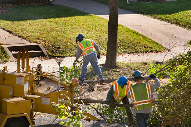 Palm Tree Trimming in Pelzer, SC